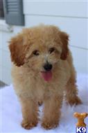 goldendoodles puppy posted by northland