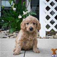 goldendoodles puppy posted by northland