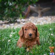 goldendoodles puppy posted by northland