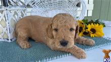 goldendoodles puppy posted by northland
