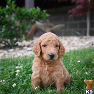 goldendoodles puppy posted by northland