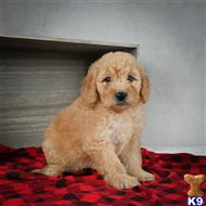 goldendoodles puppy posted by northland