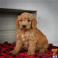 goldendoodles puppy posted by northland