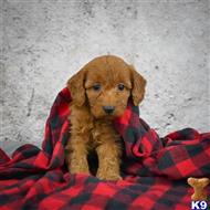 goldendoodles puppy posted by northland