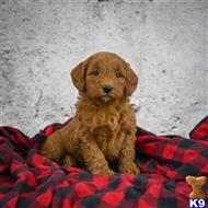 goldendoodles puppy posted by northland