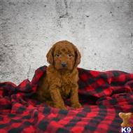 goldendoodles puppy posted by northland