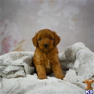goldendoodles puppy posted by northland