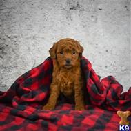 goldendoodles puppy posted by northland