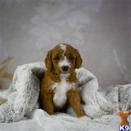 goldendoodles puppy posted by northland