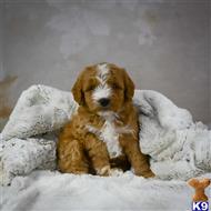 goldendoodles puppy posted by northland