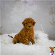 goldendoodles puppy posted by northland