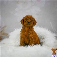 goldendoodles puppy posted by northland