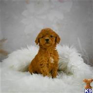goldendoodles puppy posted by northland