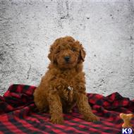 goldendoodles puppy posted by northland