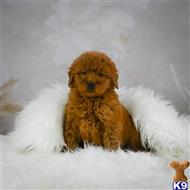goldendoodles puppy posted by northland