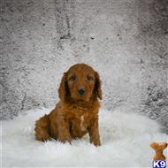 goldendoodles puppy posted by northland
