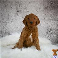 goldendoodles puppy posted by northland