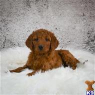 goldendoodles puppy posted by northland