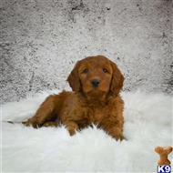 goldendoodles puppy posted by northland