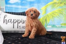 goldendoodles puppy posted by northland