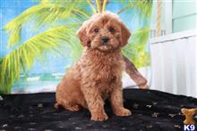 goldendoodles puppy posted by northland