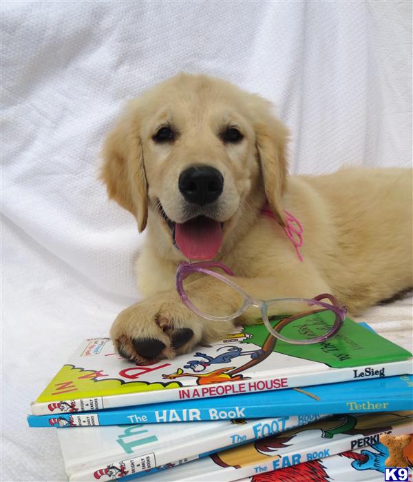 fully trained golden retriever for sale golden retriever puppy for sale fully trained puppy reserve yours today 5 years fully trained golden retriever for sale golden retriever puppy for sale fully trained puppy reserve yours today 5 years