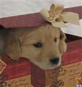 golden retriever puppy posted by northstargoldens