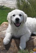 golden retriever puppy posted by northstargoldens