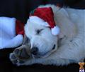 golden retriever puppy posted by northstargoldens