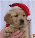 golden retriever puppy posted by northstargoldens
