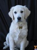 golden retriever puppy posted by northstargoldens