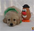 golden retriever puppy posted by northstargoldens