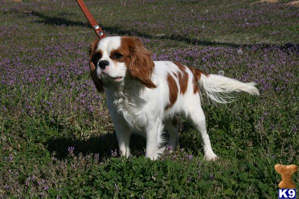 Cavalier King Charles Spaniel stud dog