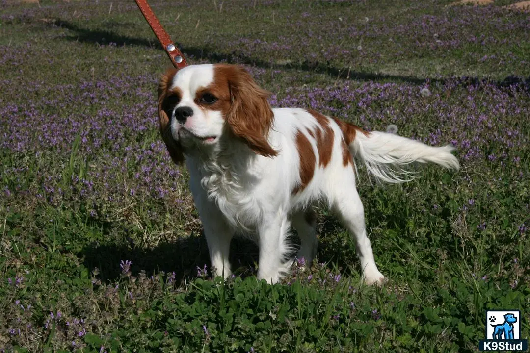 Cavalier King Charles Spaniel stud dog