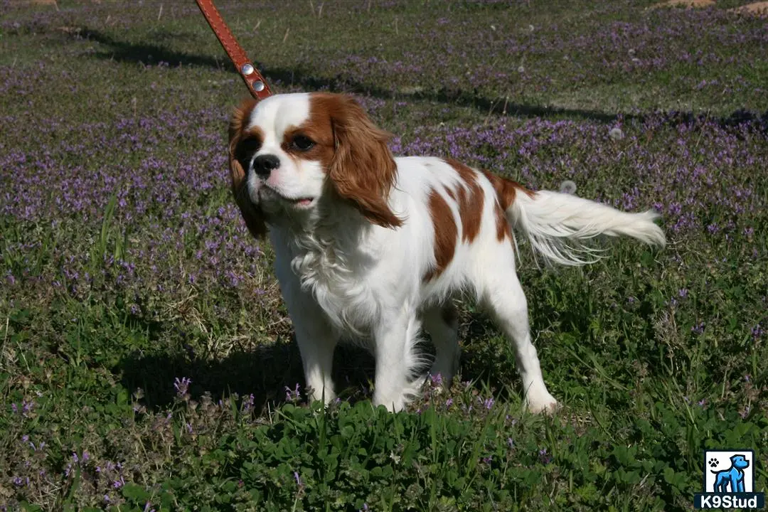 Cavalier King Charles Spaniel