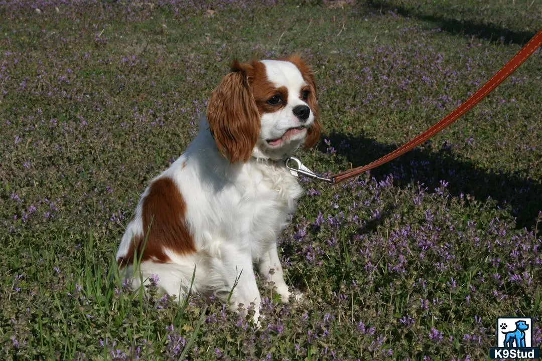 Cavalier King Charles Spaniel stud dog