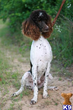 Poodle stud dog