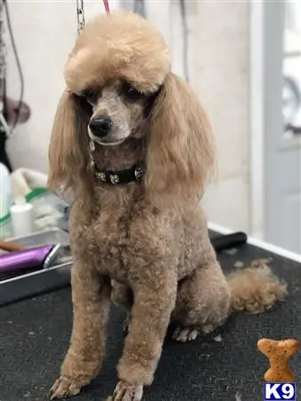 Poodle stud dog