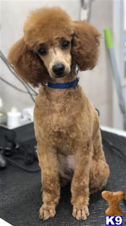 a poodle dog sitting on a carpet