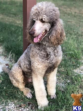 a poodle dog sitting on grass