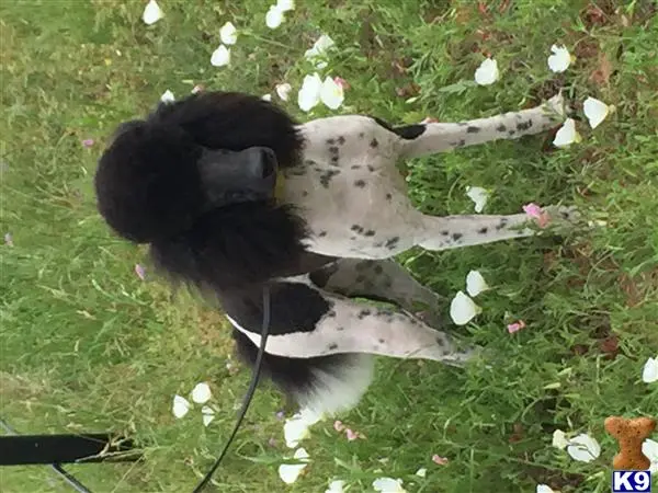 Poodle stud dog