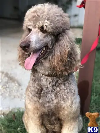 Poodle stud dog