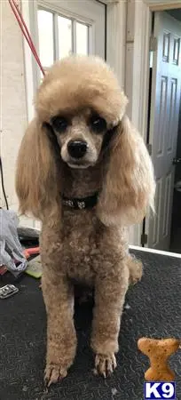 Poodle stud dog