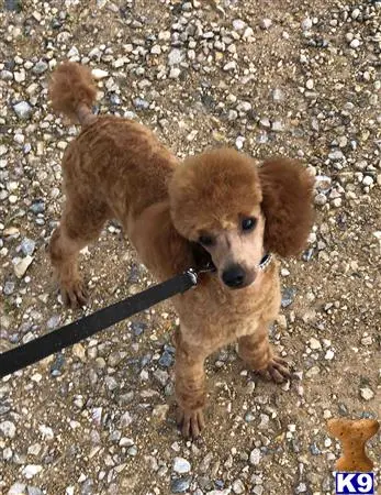 Poodle stud dog