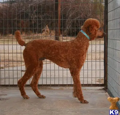 Poodle stud dog