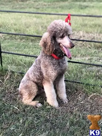 Poodle stud dog