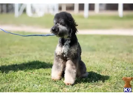 Chester available Bernedoodle puppy located in POOLVILLE