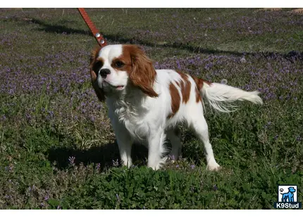 Cavalier King Charles Spaniel