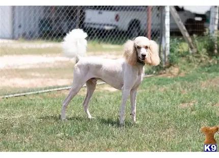 Poodle