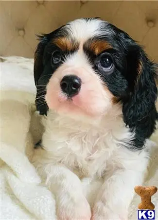 Cavalier King Charles Spaniel puppy for sale